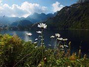 05 splendide margherite sullo sfondo del lago e del Madonnino...
